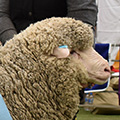 Feature Breed Feature Breed