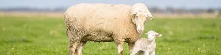 FEAATURE BREED WHITE SUFFOLK